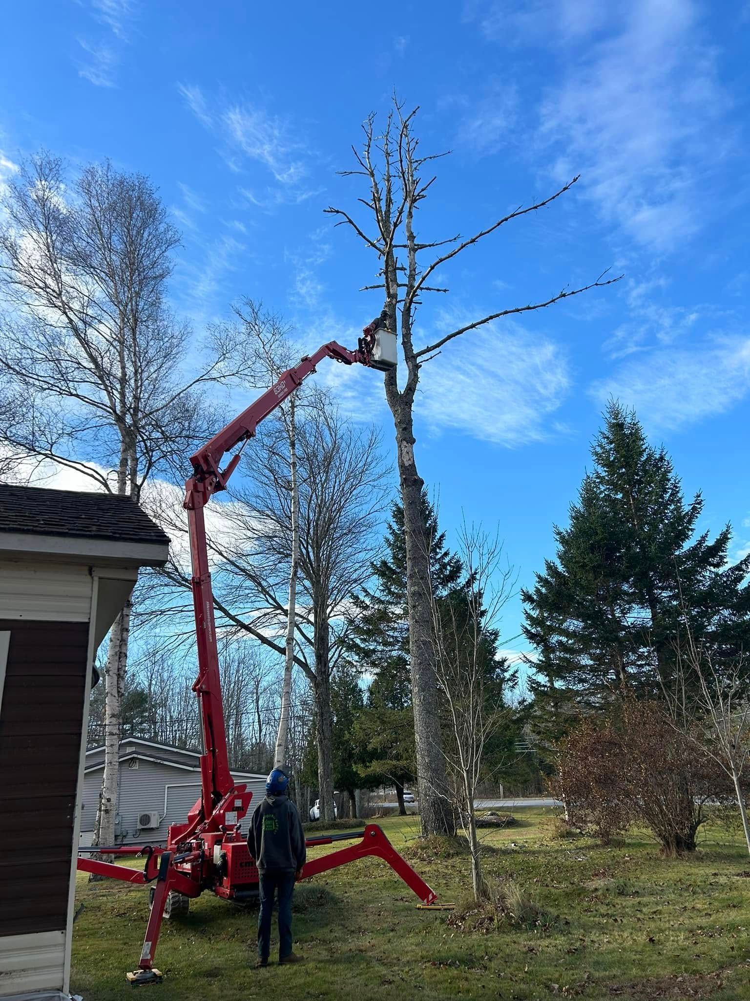 A person in a lift trimming a tall tree next to a house on a sunny day.