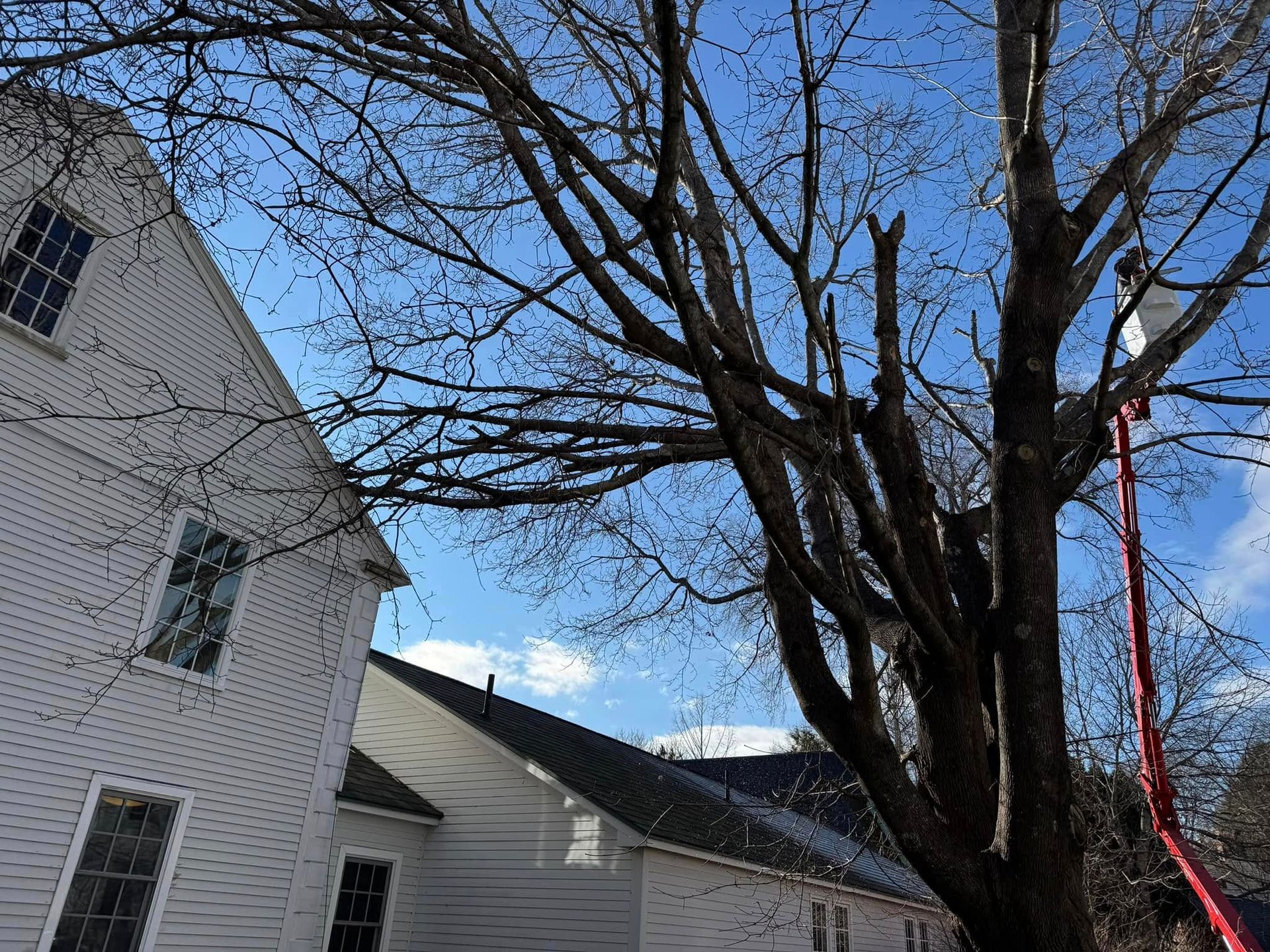 A tree being trimmed next to a white house under a partly cloudy, blue sky.