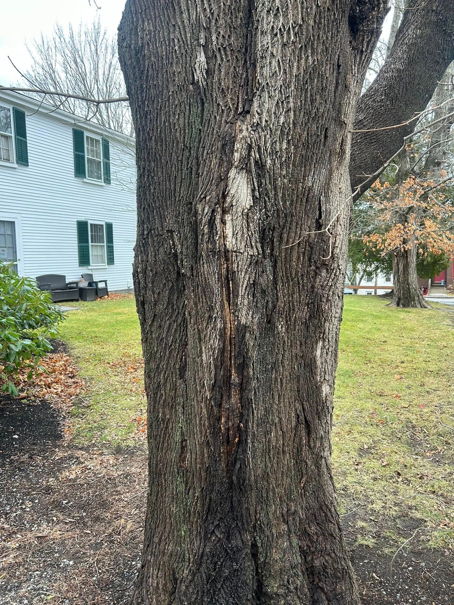Tree trunk in front of a house with green shutters. Brown bark and green lawn.
