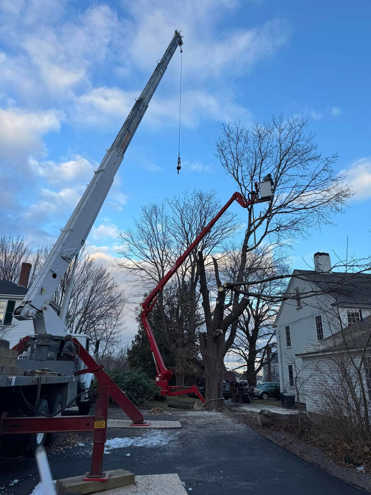 Tree trimming using a crane and lift in a driveway, houses in background, blue sky.