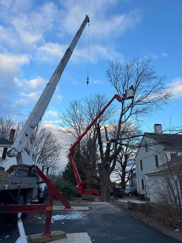 A large crane and cherry picker trimming a tree near a residential house on a cloudy day.