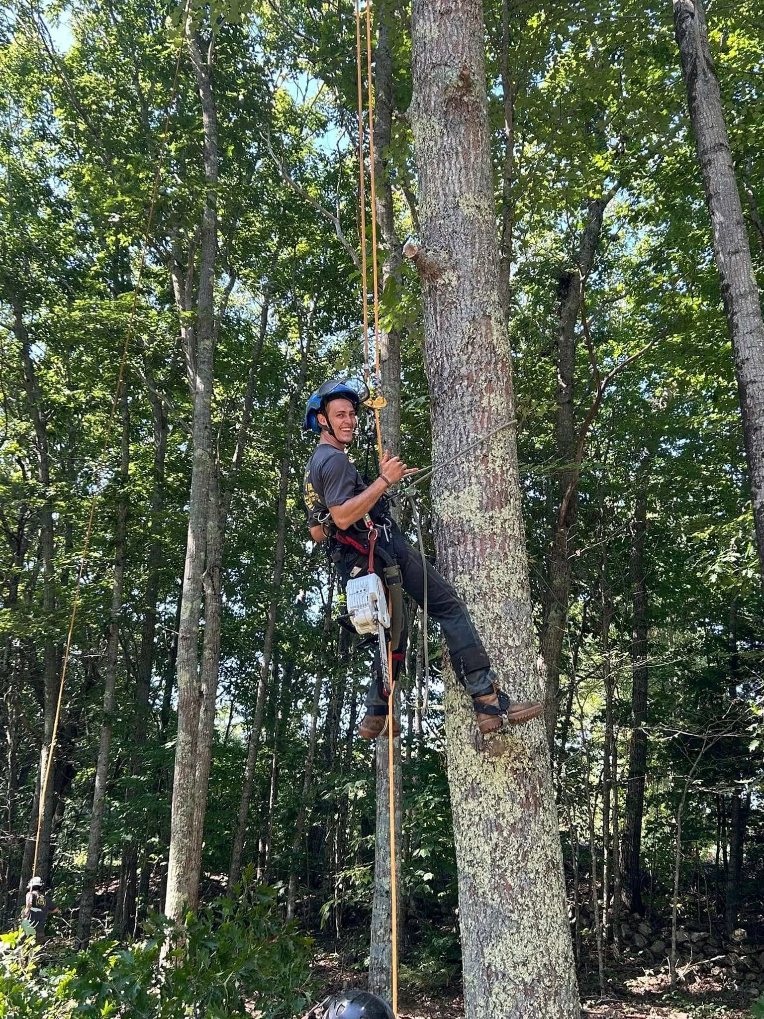 Person climbing a tree using ropes and gear; forest background.