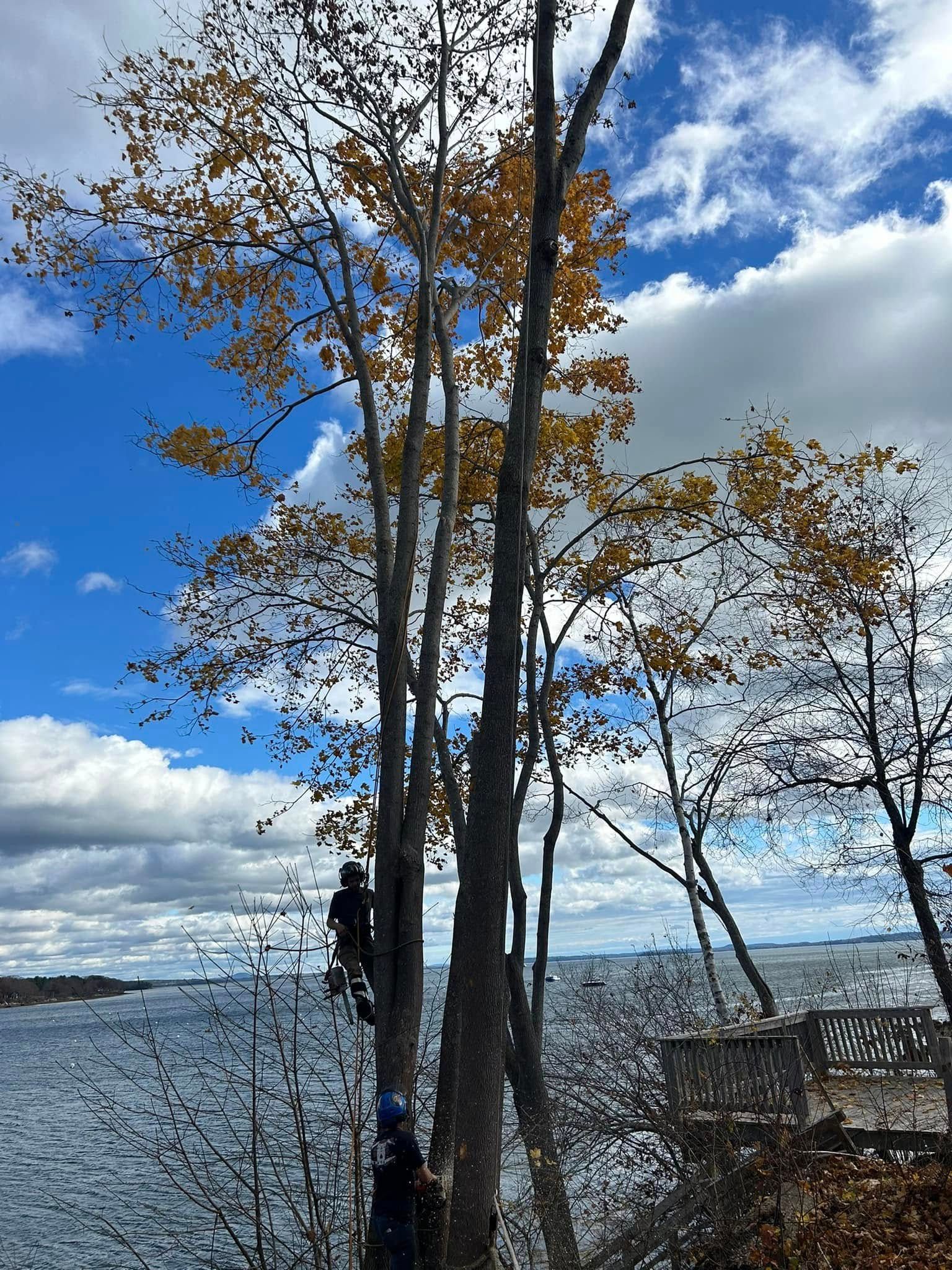 Two people trimming a tall tree with yellow leaves near a body of water on a cloudy day.