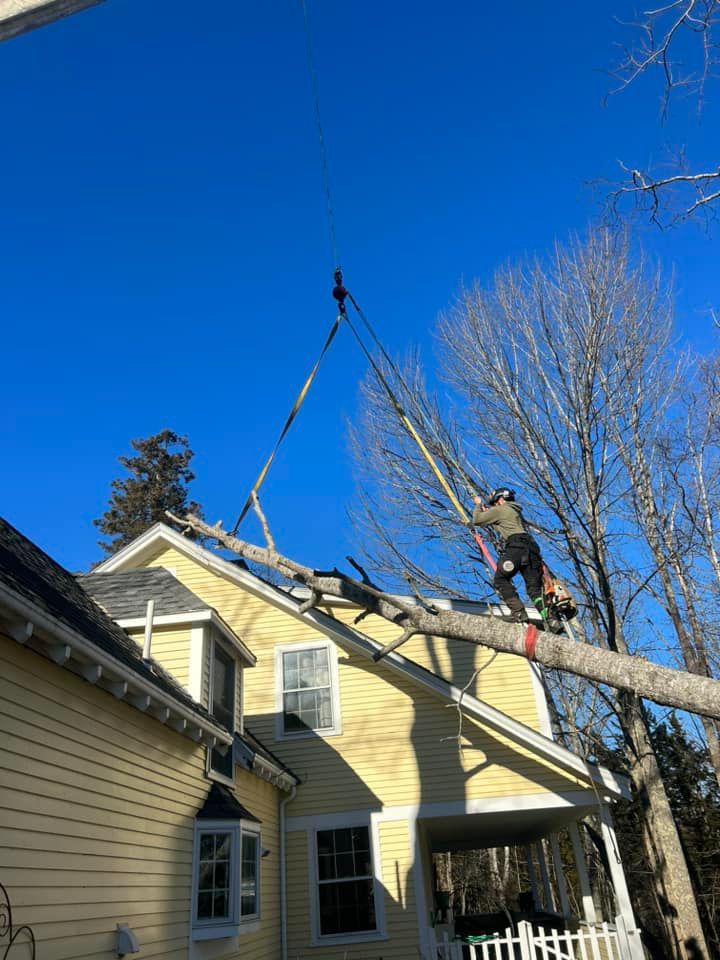 Tree service worker on a roof cutting a large branch from a tree, supported by ropes. Yellow house, blue sky.