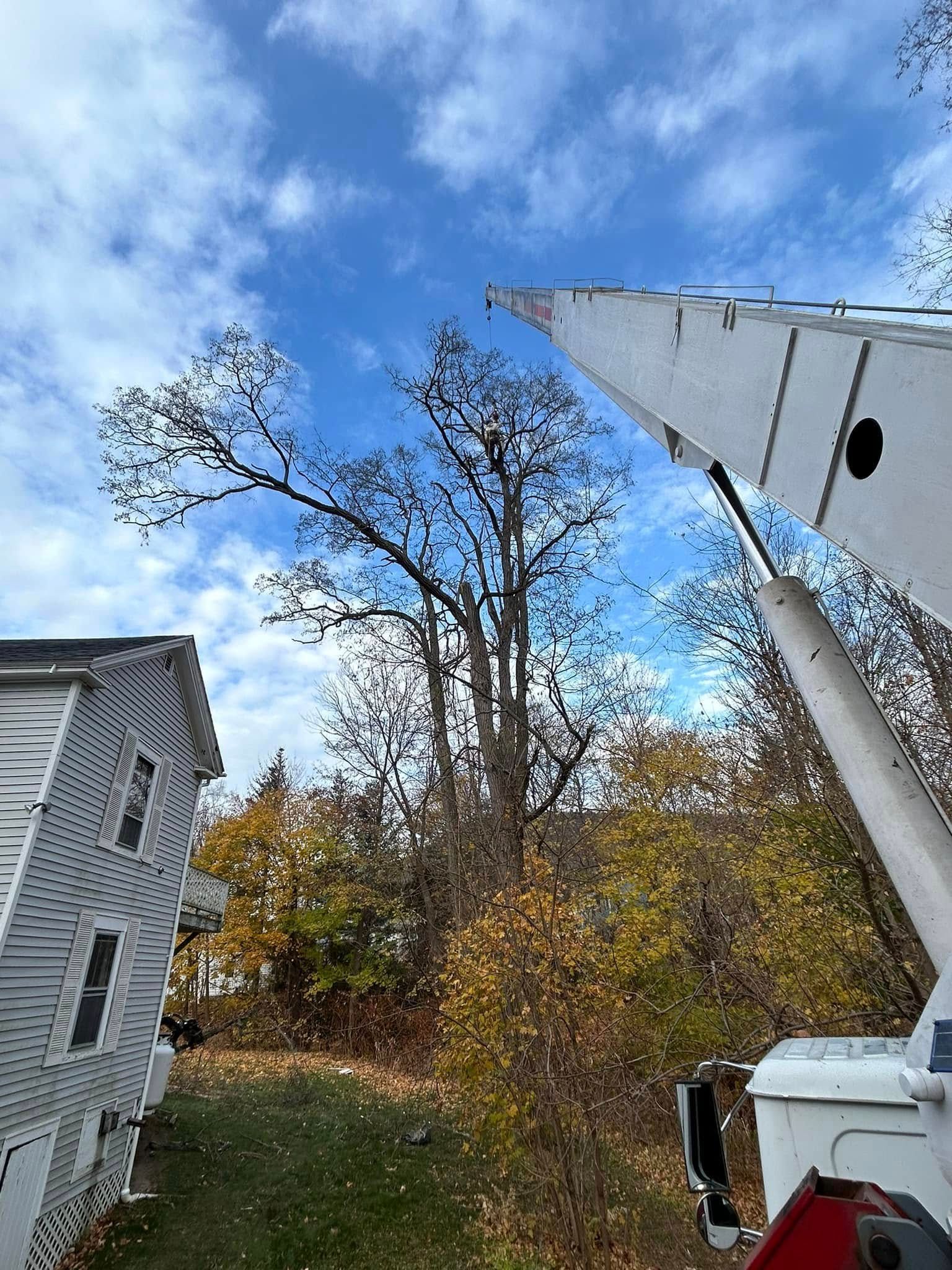 Tree being trimmed by a crane next to a house and fall foliage under a blue sky.