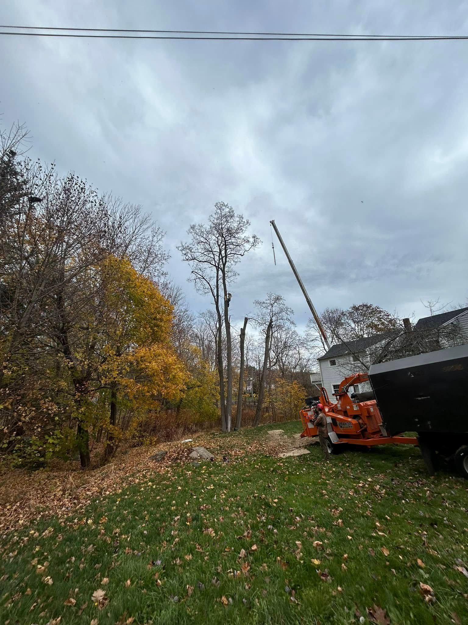 Tree being chipped; autumn leaves; orange machine in yard, cloudy sky.