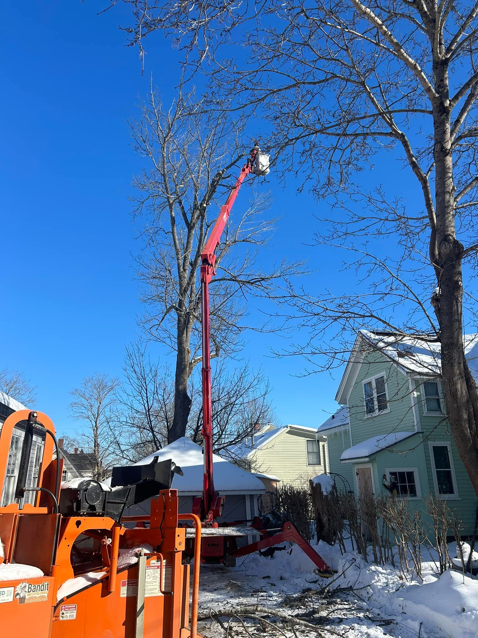 Orange cherry picker trims a tree in a snowy residential area. Blue sky, houses visible.