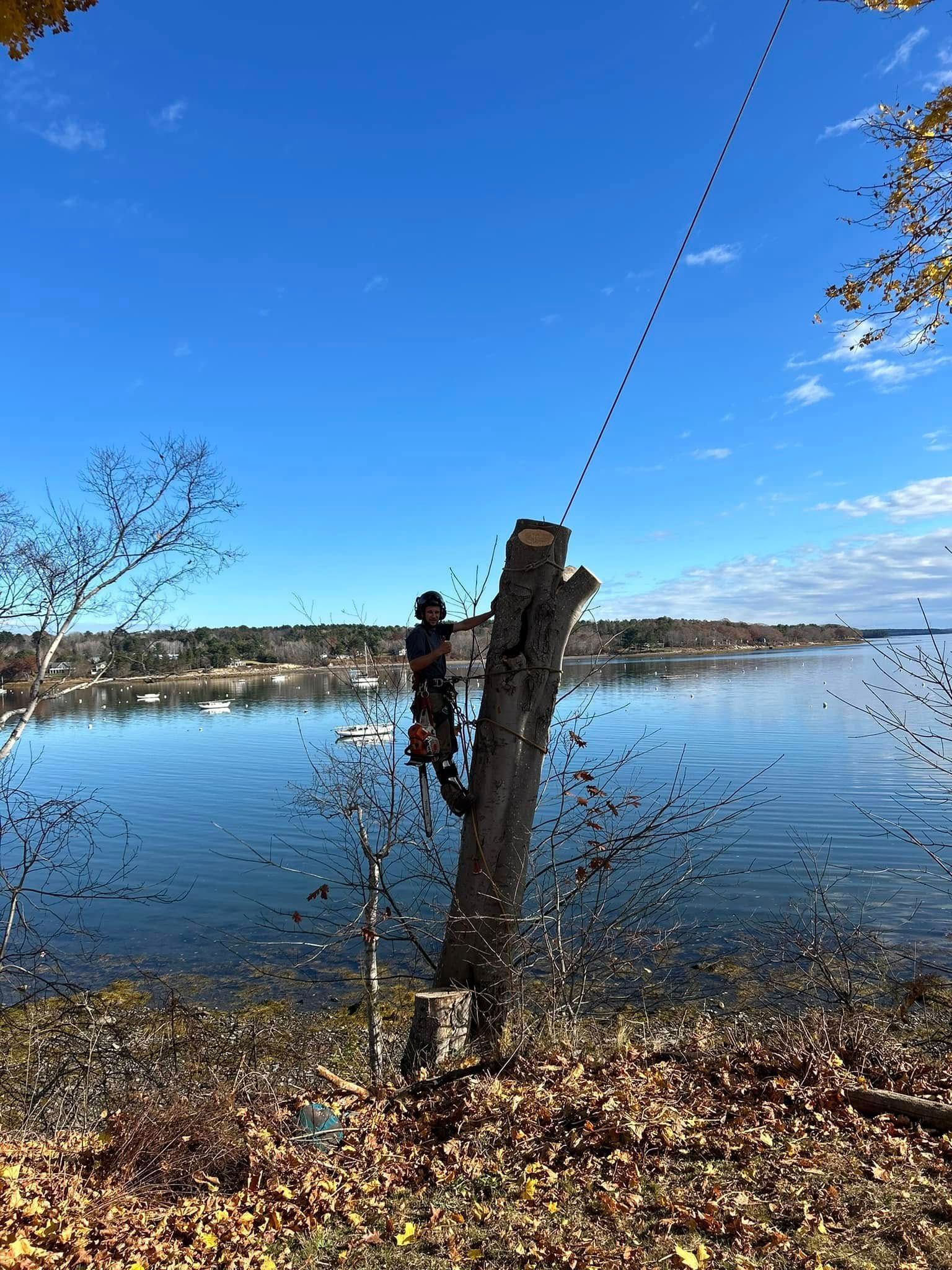 A tree worker cuts a tree trunk near water under a blue sky.