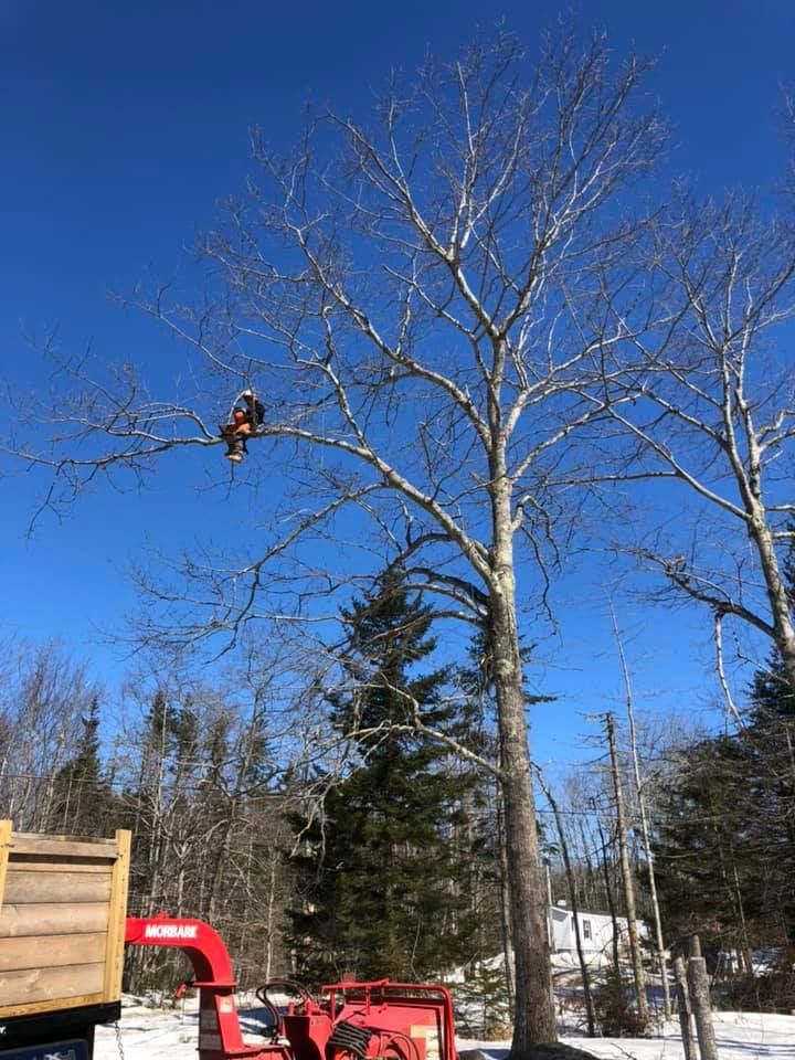 A tree worker with a chainsaw in a bare tree against a clear blue sky. Wood chipper below.