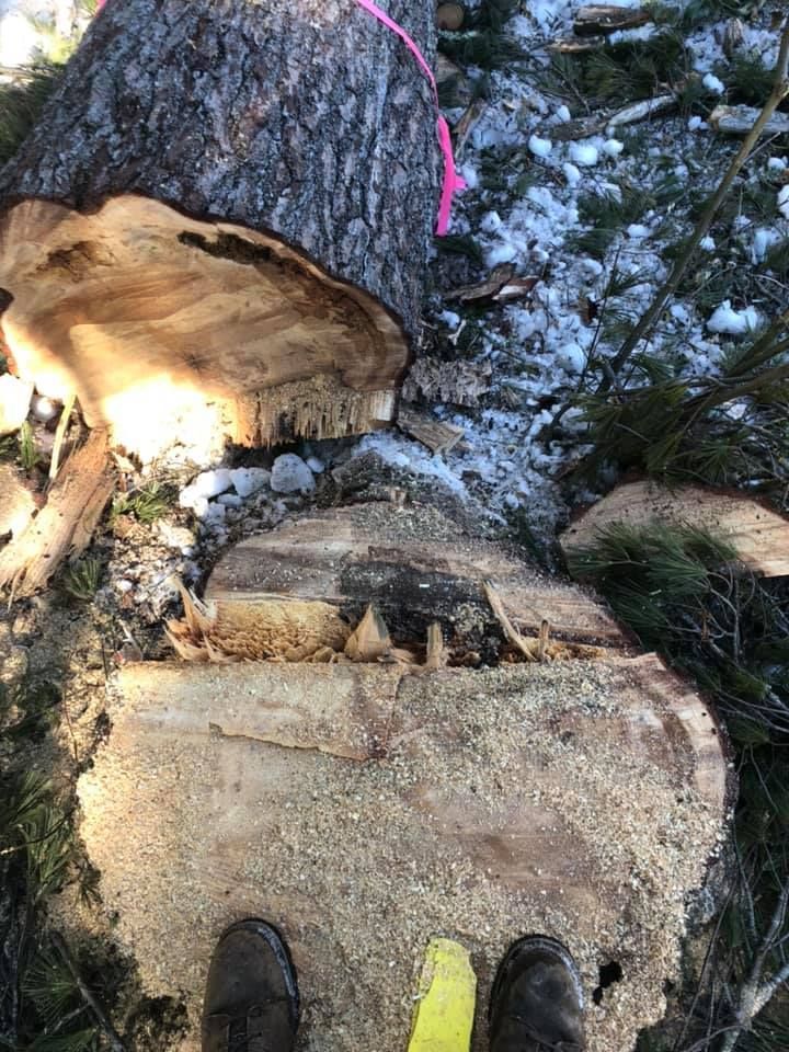 A felled tree trunk with sawdust, a pink ribbon, and snow on the ground.