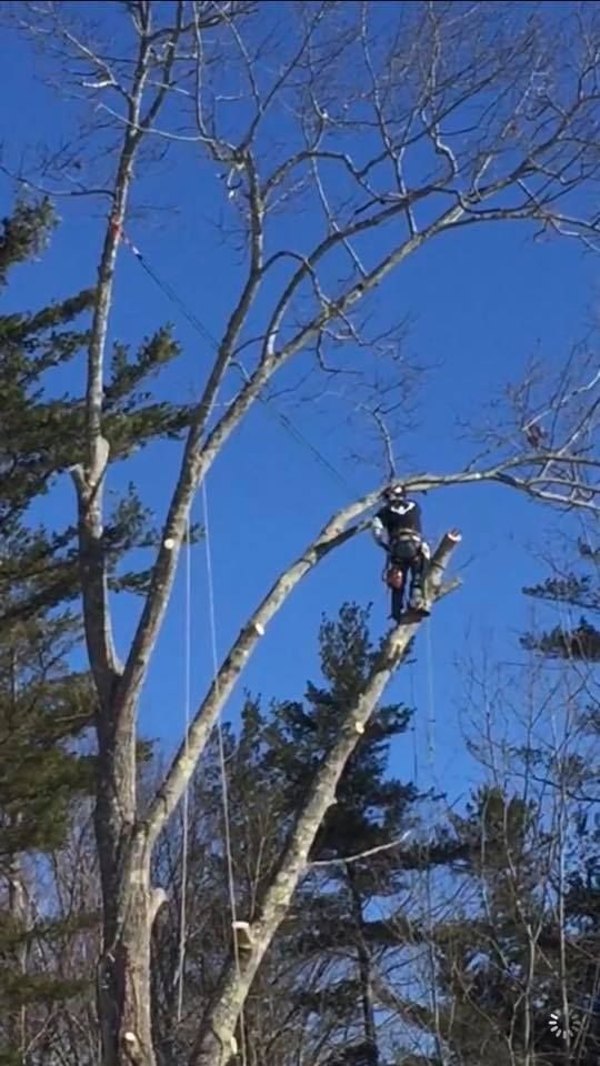 Arborist in a tall tree, cutting branches against a bright blue sky.