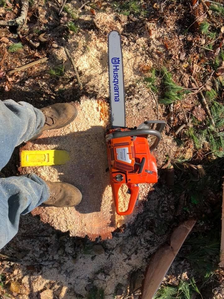 Person with chainsaw on stump; Husqvarna orange saw with a yellow scabbard on the left.