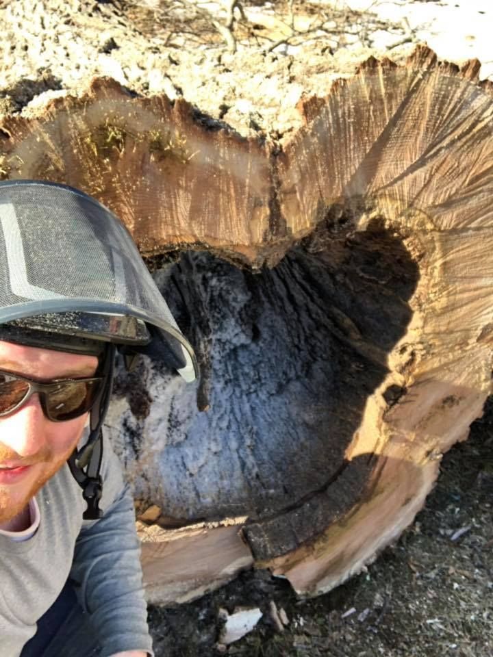 Man wearing safety gear takes a selfie next to a large hollowed-out tree trunk, showing the inside.