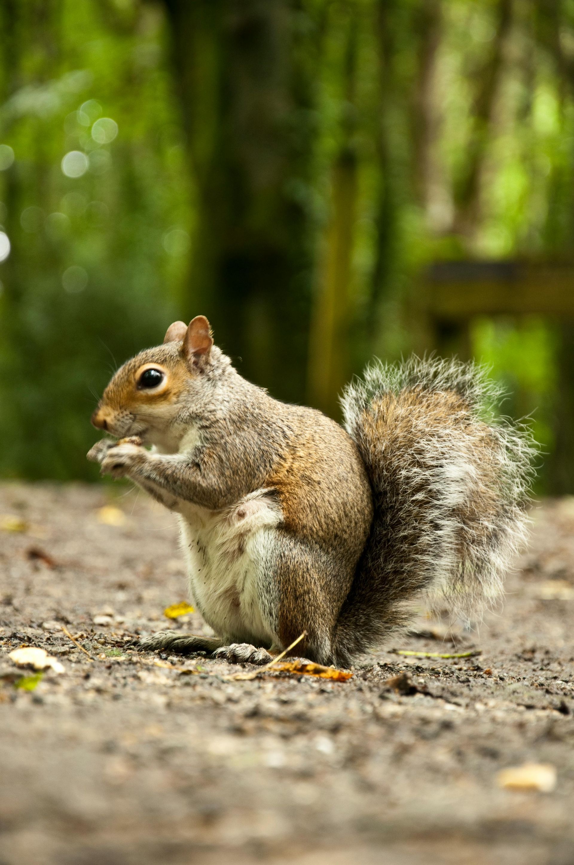 A squirrel is standing on its hind legs on the ground.