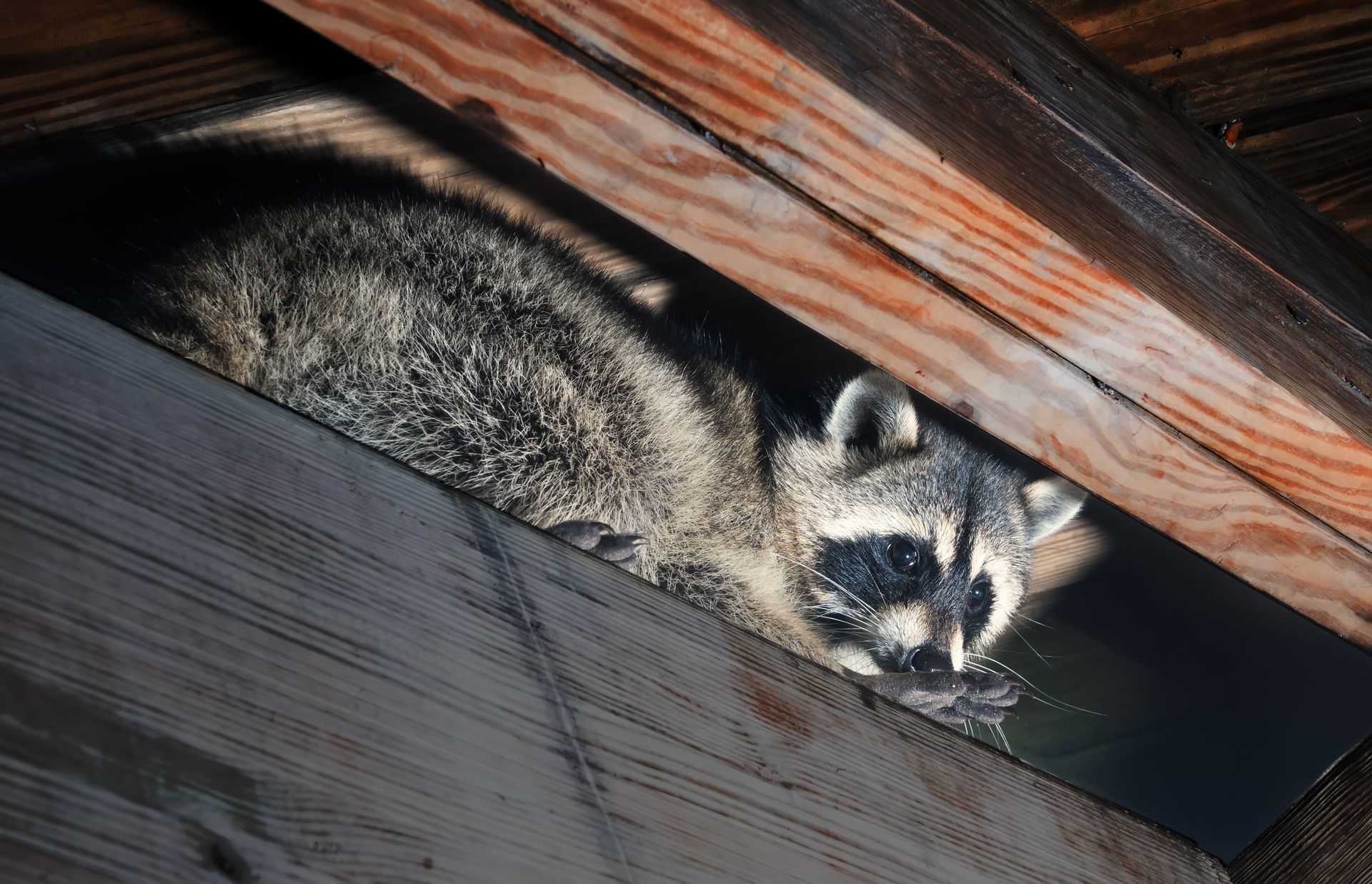 A raccoon is peeking out from under a wooden beam.