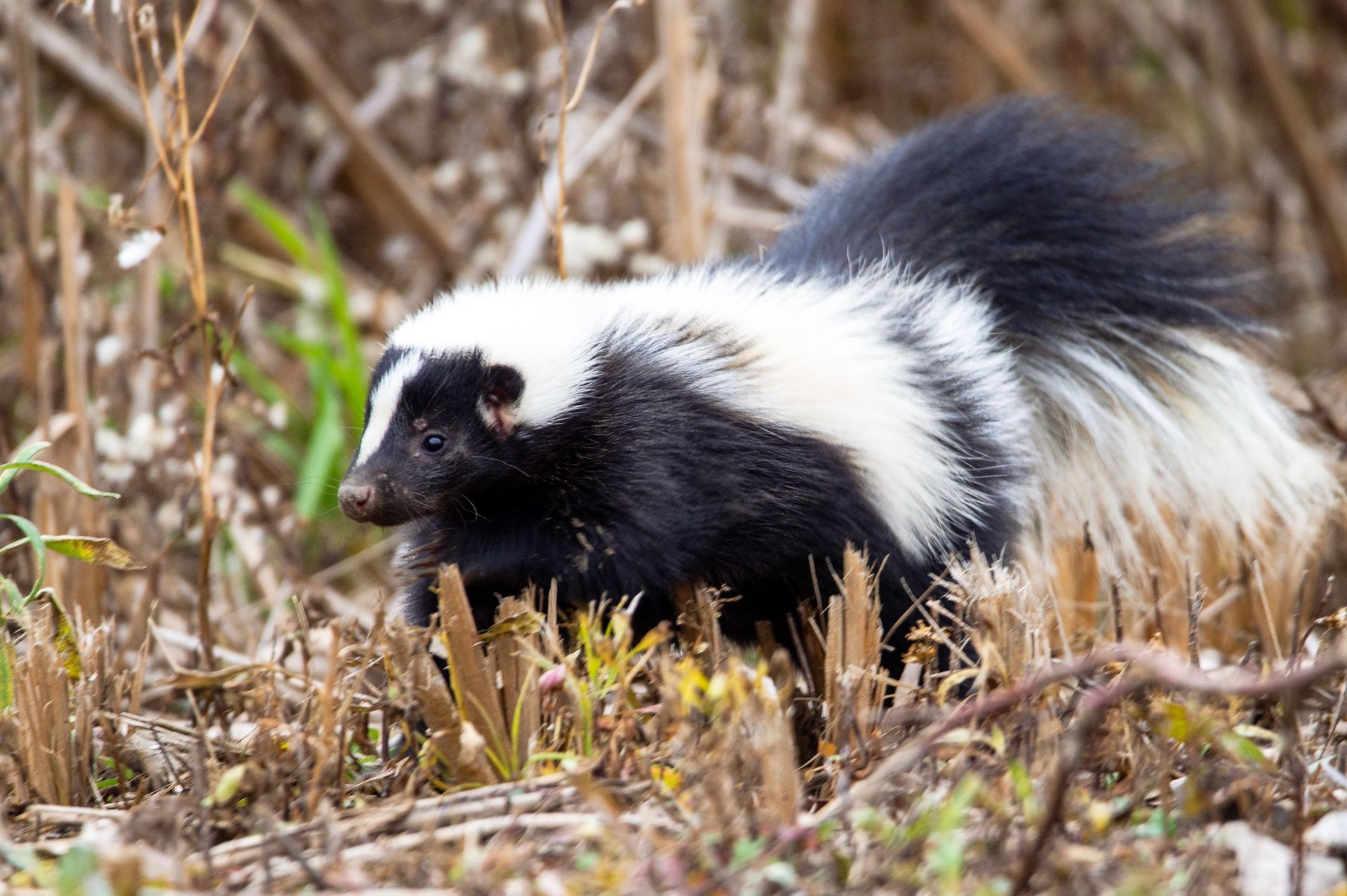 A black and white skunk is standing in the grass.
