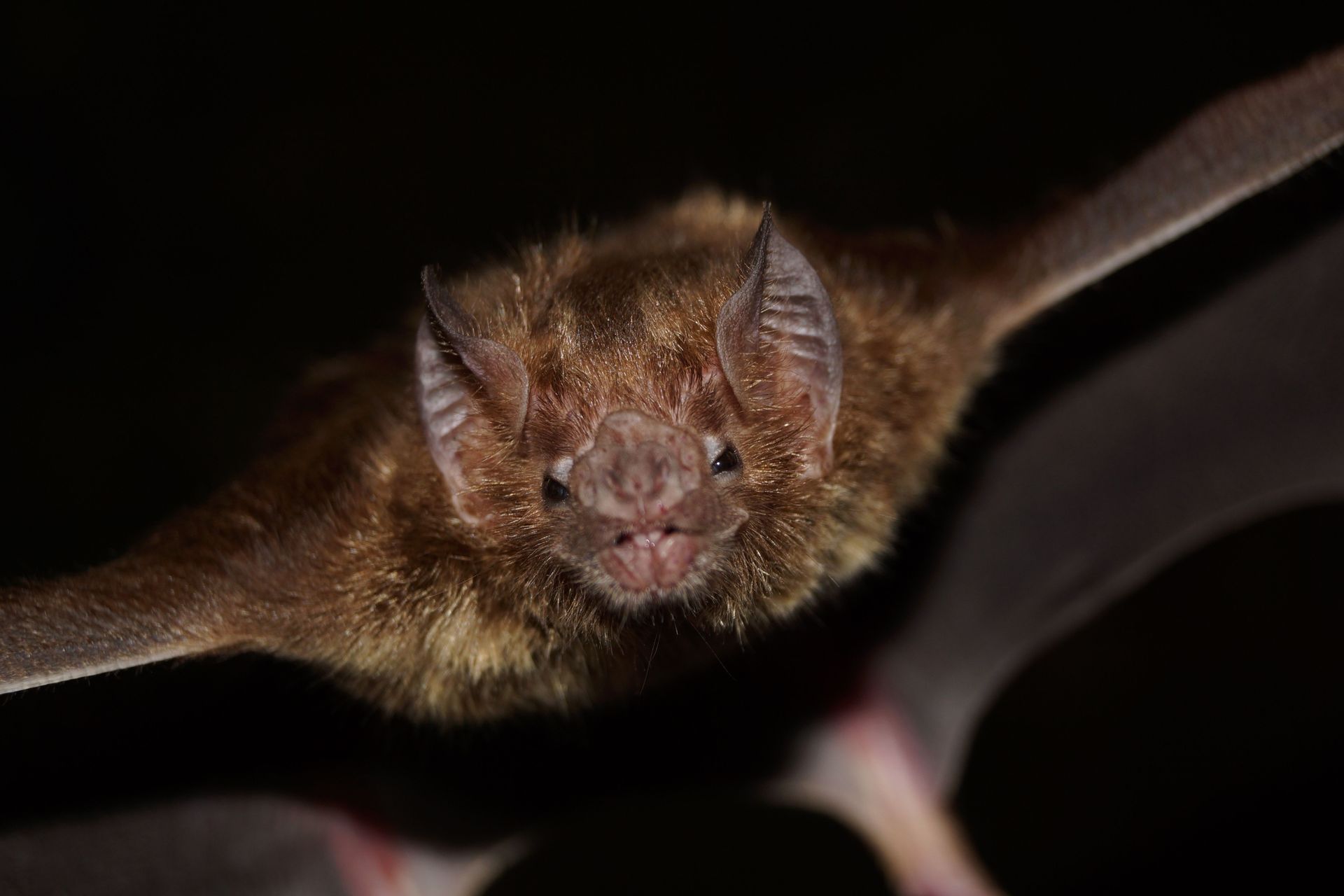 A close up of a bat with its wings spread in the dark.
