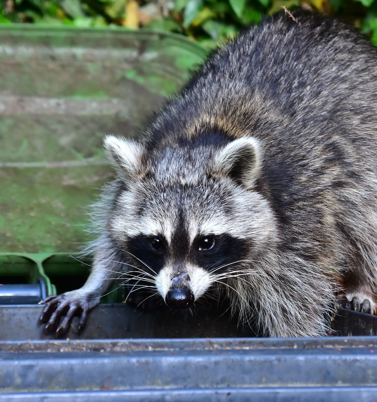 A raccoon is standing on a trash can and looking at the camera