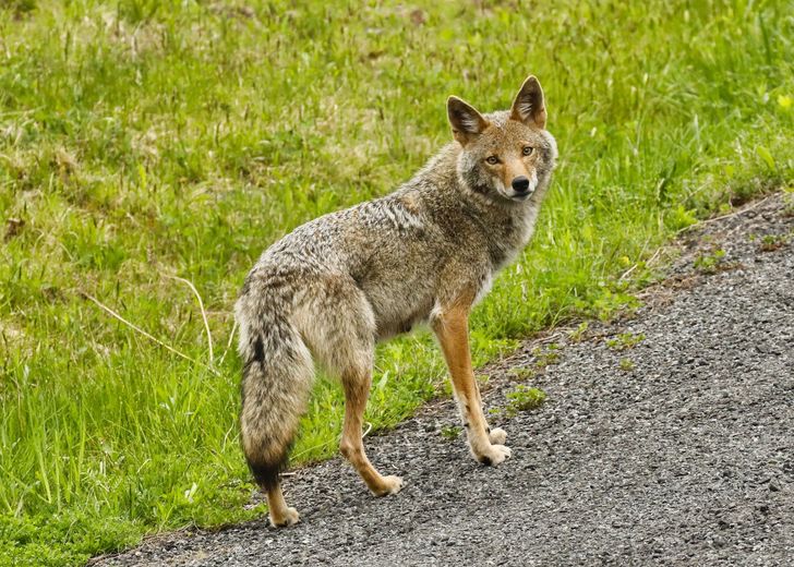 A coyote is standing on the side of a road.