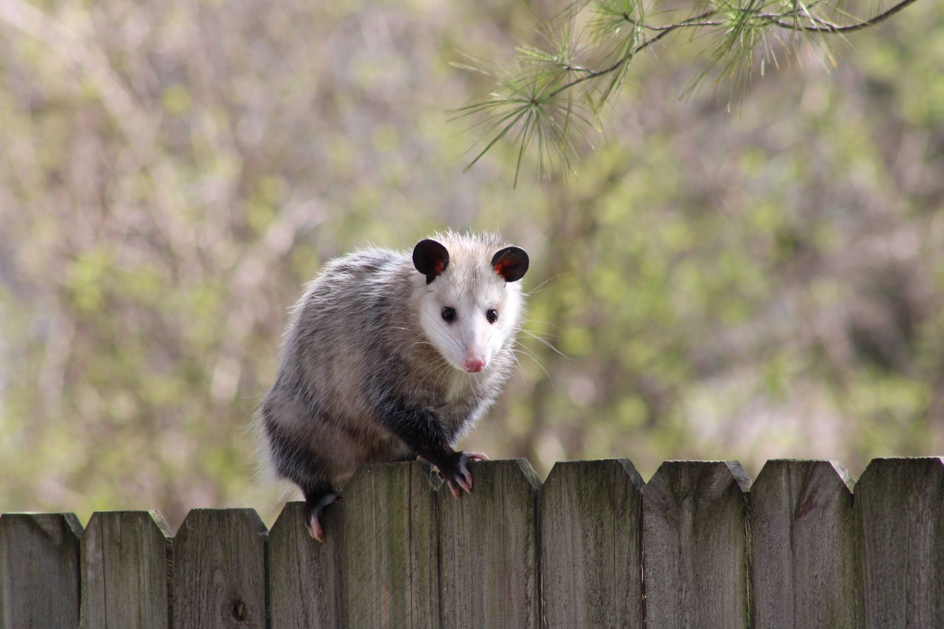 An opossum is standing on top of a wooden fence.