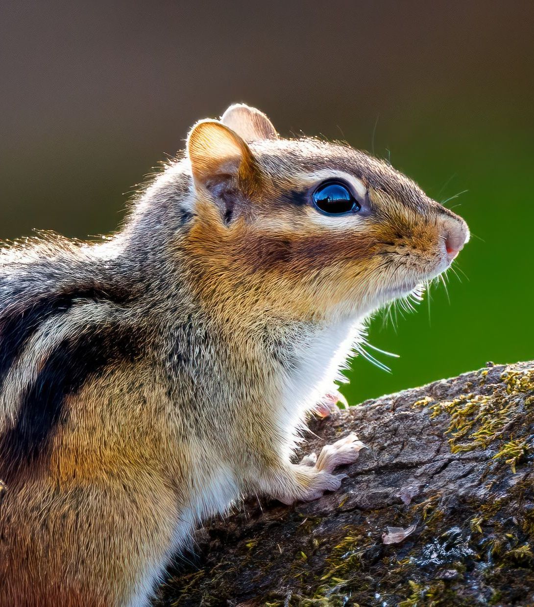 A chipmunk is sitting on a tree branch with a green background.