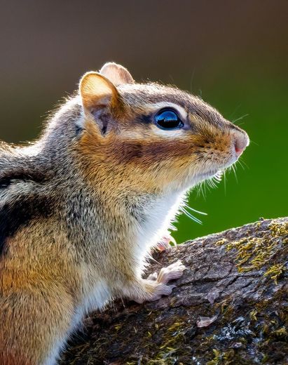 A chipmunk with blue eyes is sitting on a tree branch