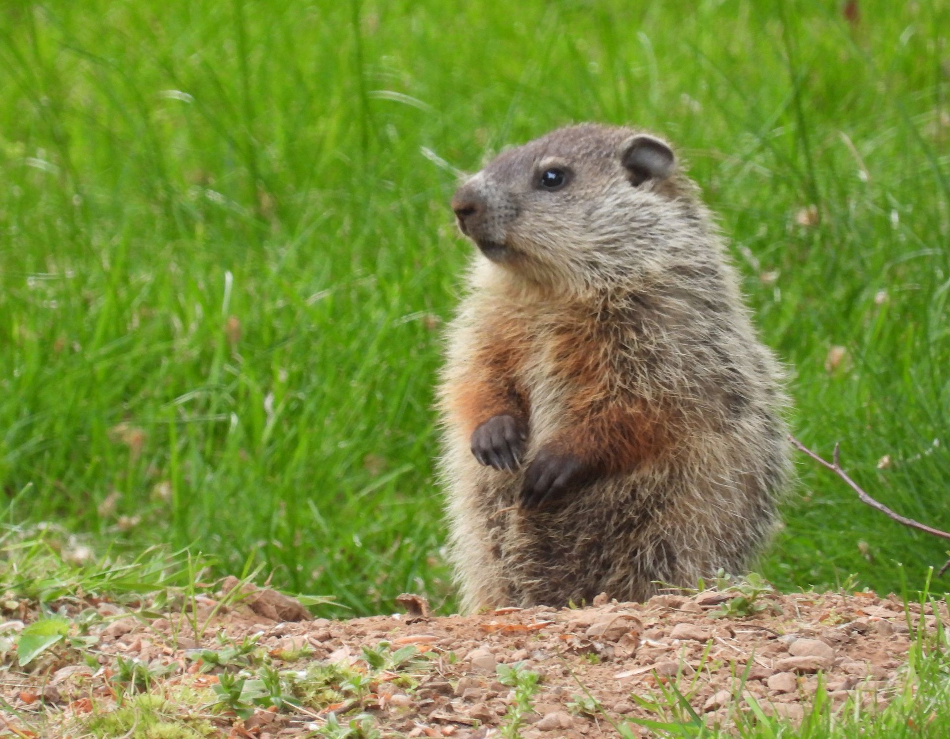 A ground squirrel is standing on its hind legs in the grass.
