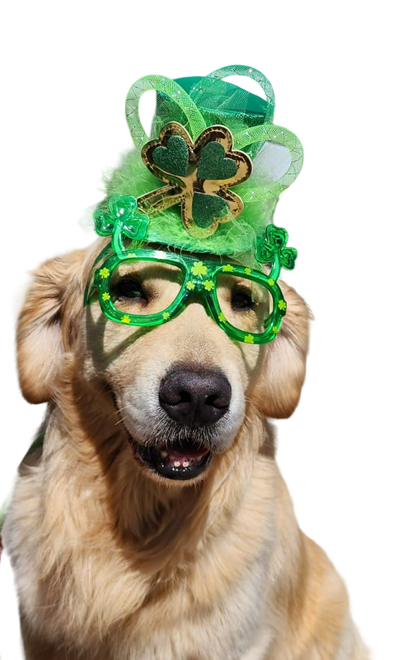 A dog wearing a green hat and glasses for st. patrick 's day.