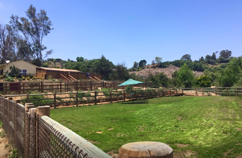 A large grassy field with a fence and umbrella in the background.
