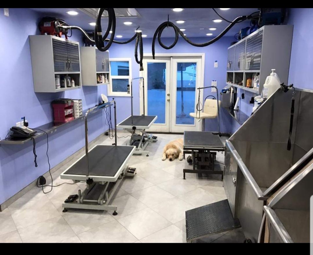 A dog is sitting on a table in a grooming room