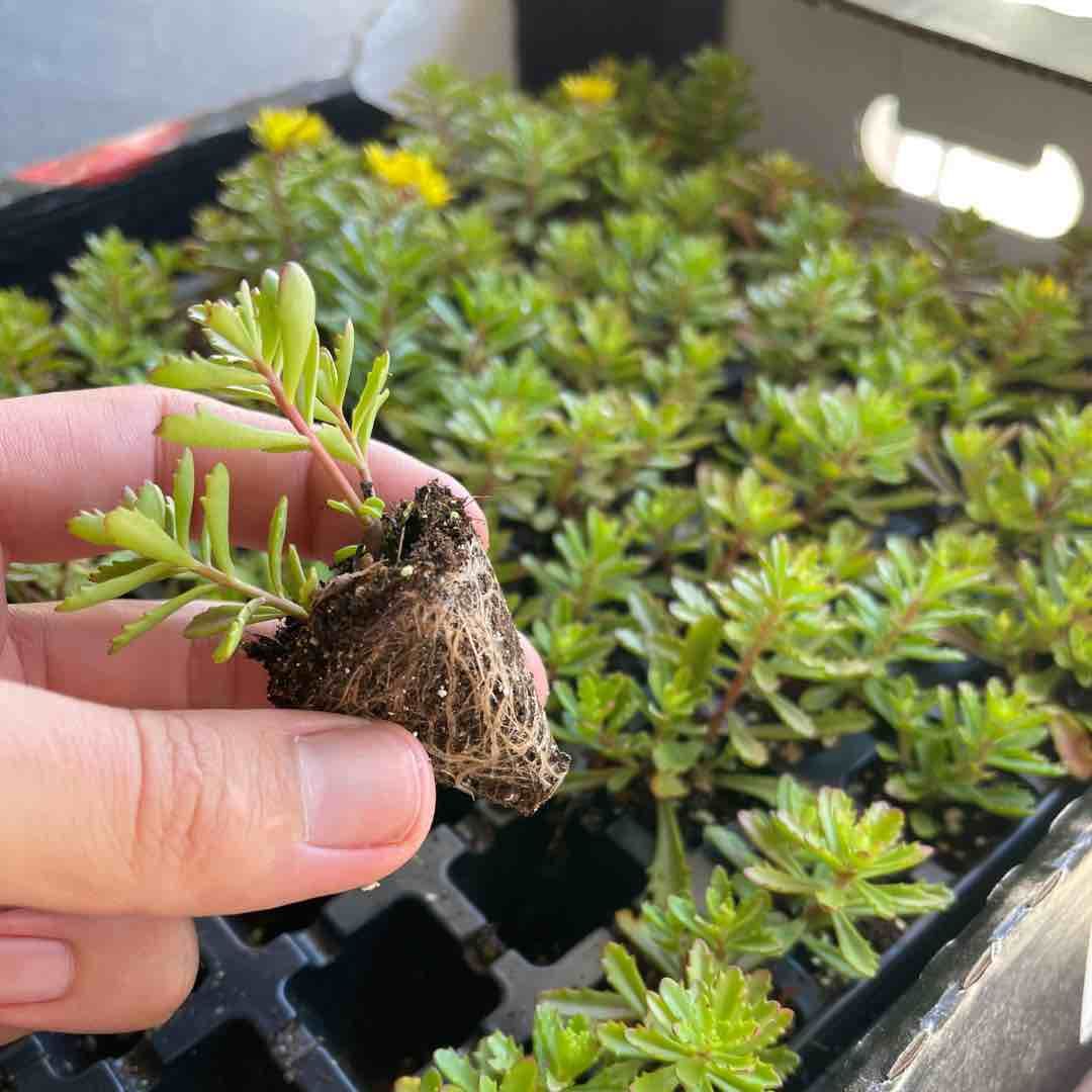 Zaļie jumti Latvija