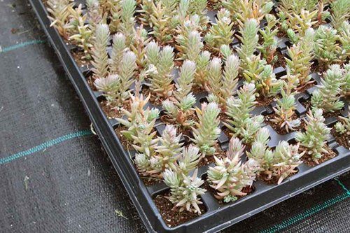 Ekstensīvie zaļie jumti:
Tundra