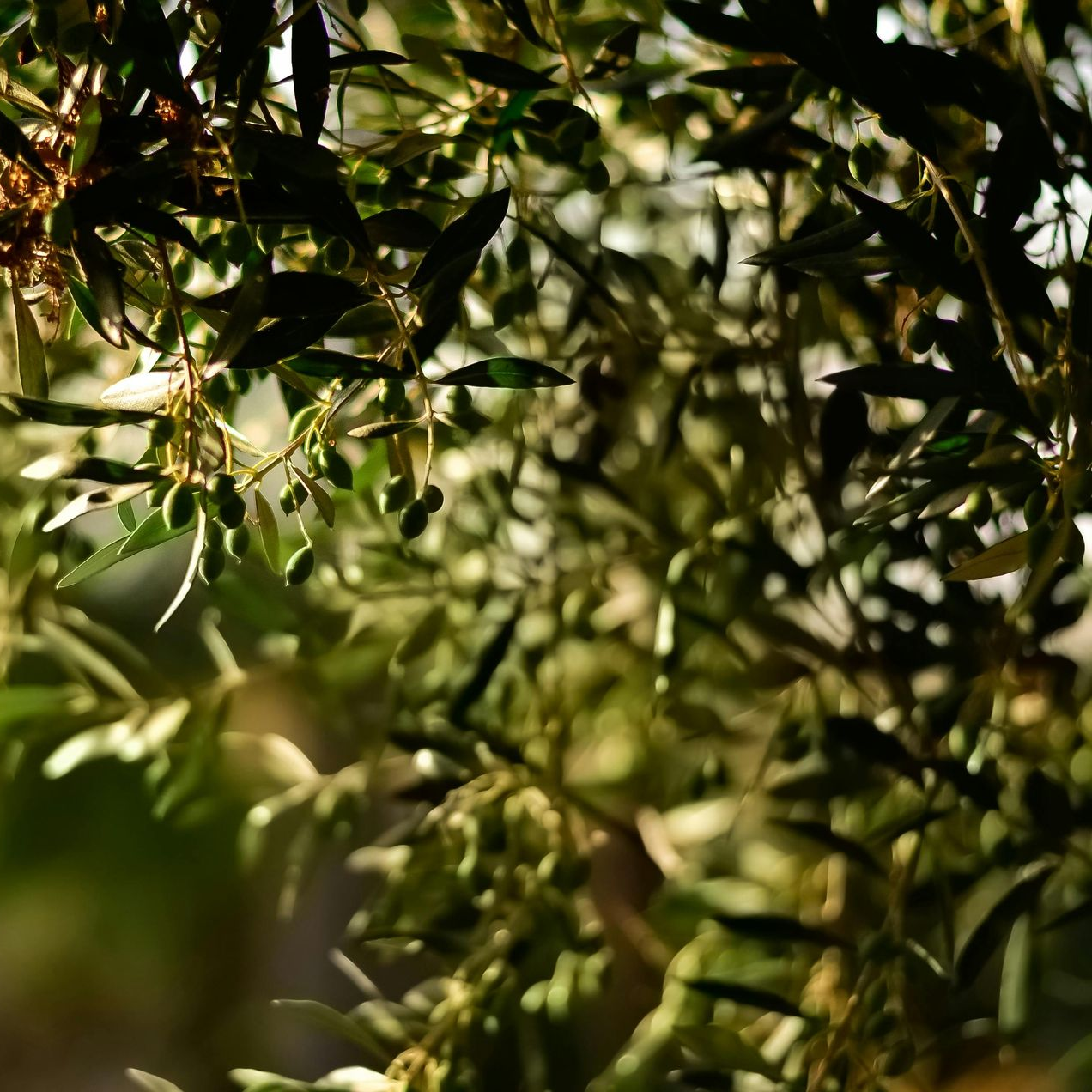 tree-service-burbank-california