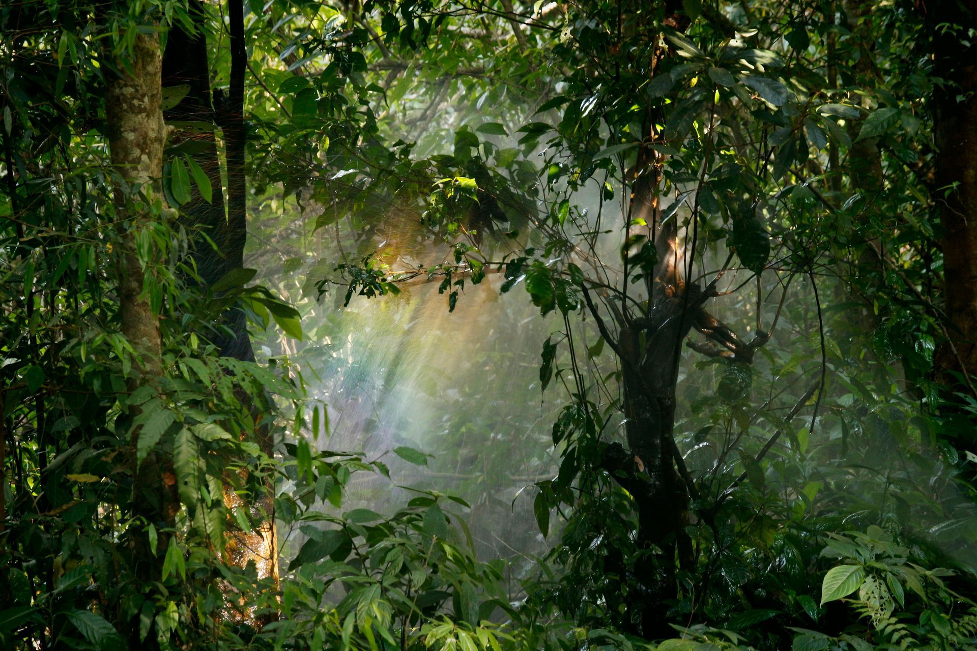 tree-service-burbank-california