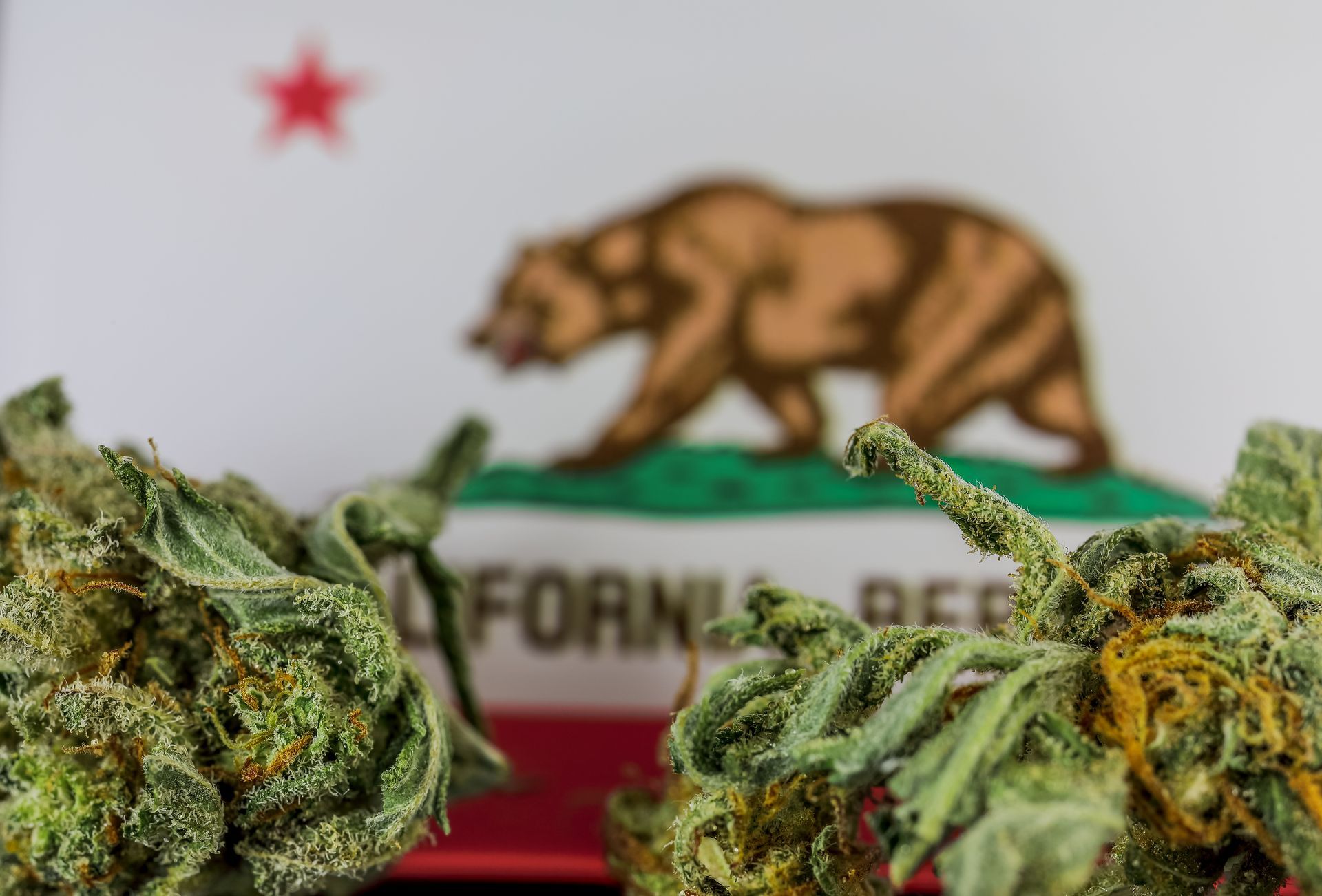 5 Famous California Cannabis Strains