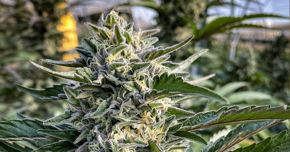 Cannacraft : A Look at the Fresh Frozen Harvesting Method