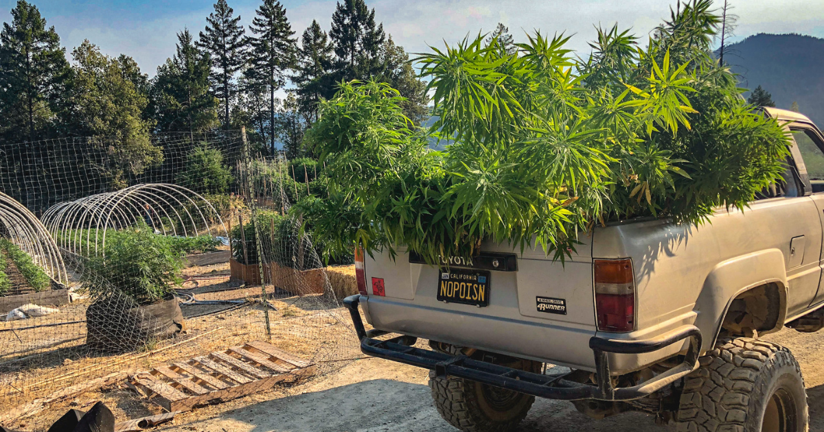 2021 Fall Cannabis Dep Report: Our Top 4 Picks of Greenhouse Cannabis