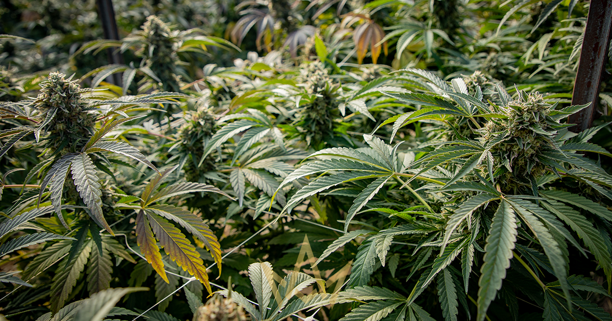 Cannacraft: Farmer and the Felon Harvest Review 2021