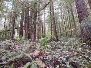 Central_Oregon_Coast_Range_forest