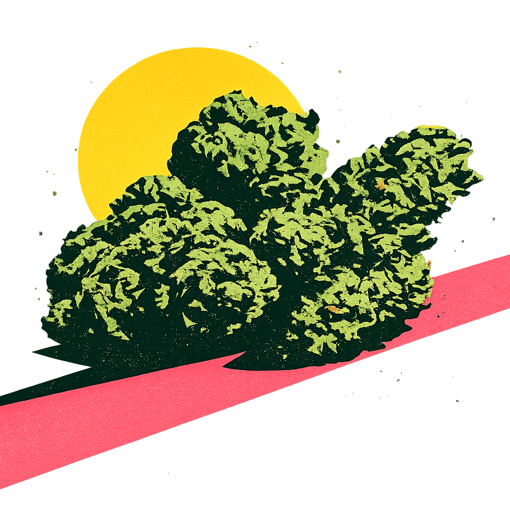 Green cannabis buds with a yellow sun and a pink diagonal stripe.