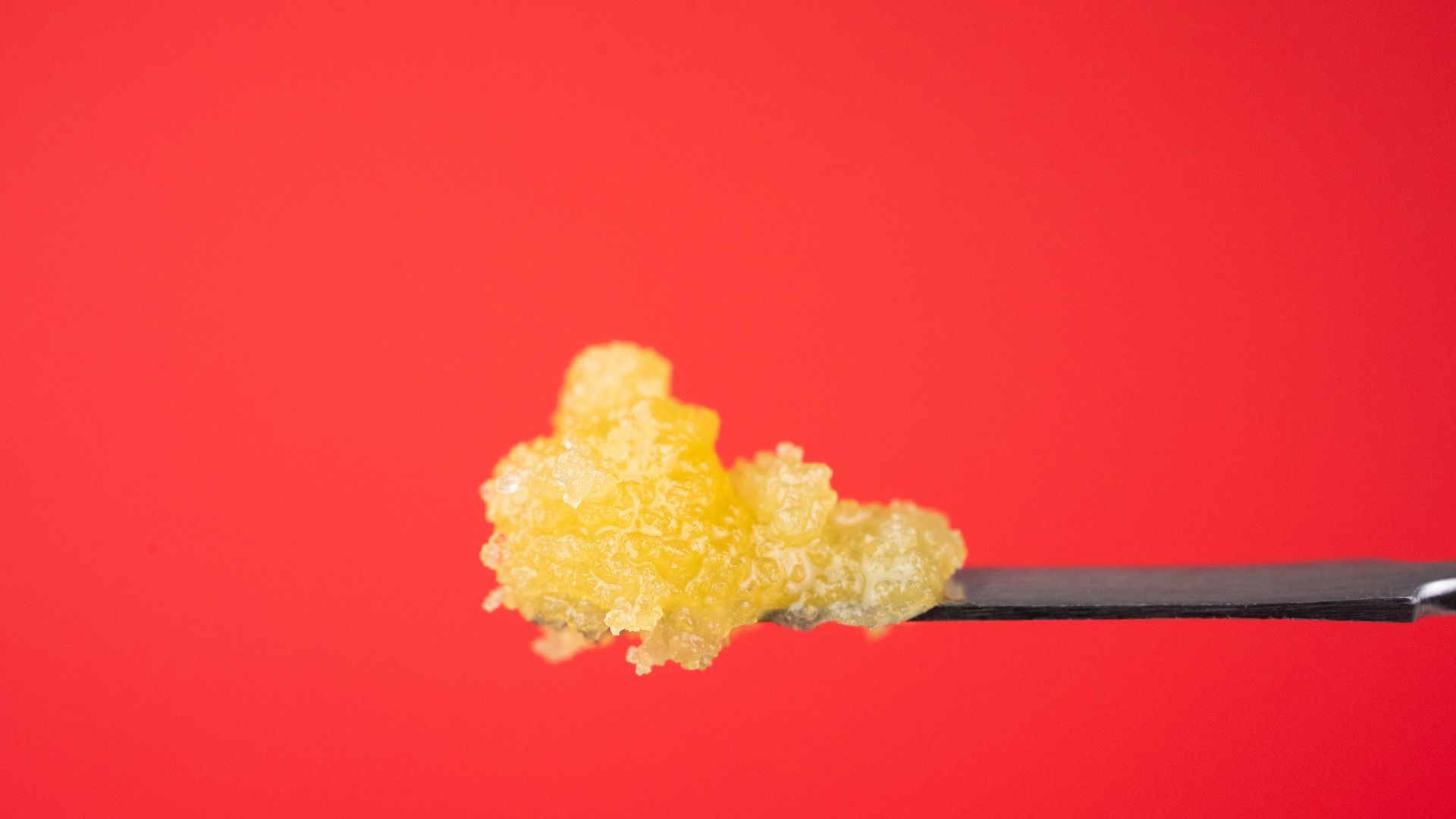 Yellow cannabis concentrate on a metal dab tool, against a red background.