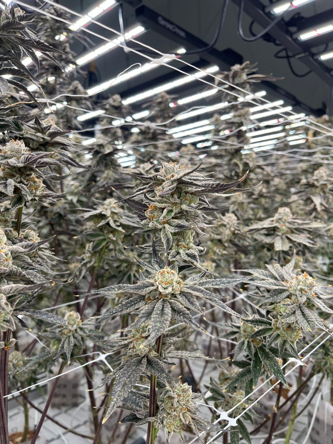 Cannabis plants, densely packed, under grow lights, supported by netting.