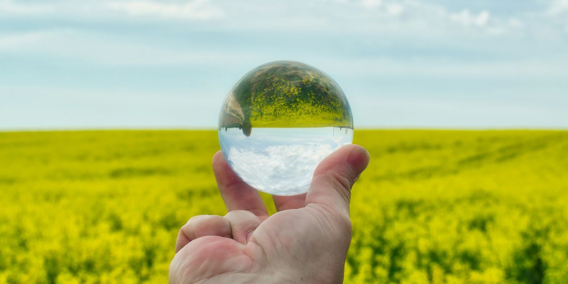 A person is holding a glass ball in front of a field of yellow flowers.