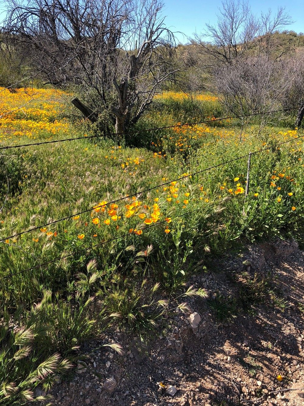 A field of yellow flowers with trees in the background
