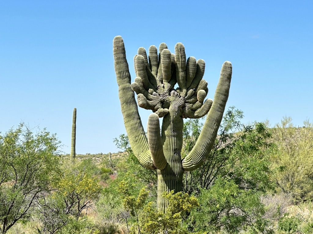 A person is driving a atv down a dirt road.