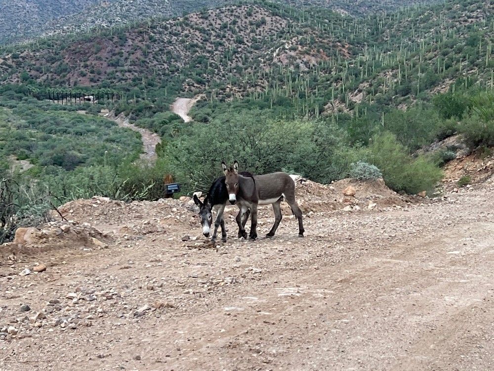 Two donkeys are standing next to each other on a dirt road.