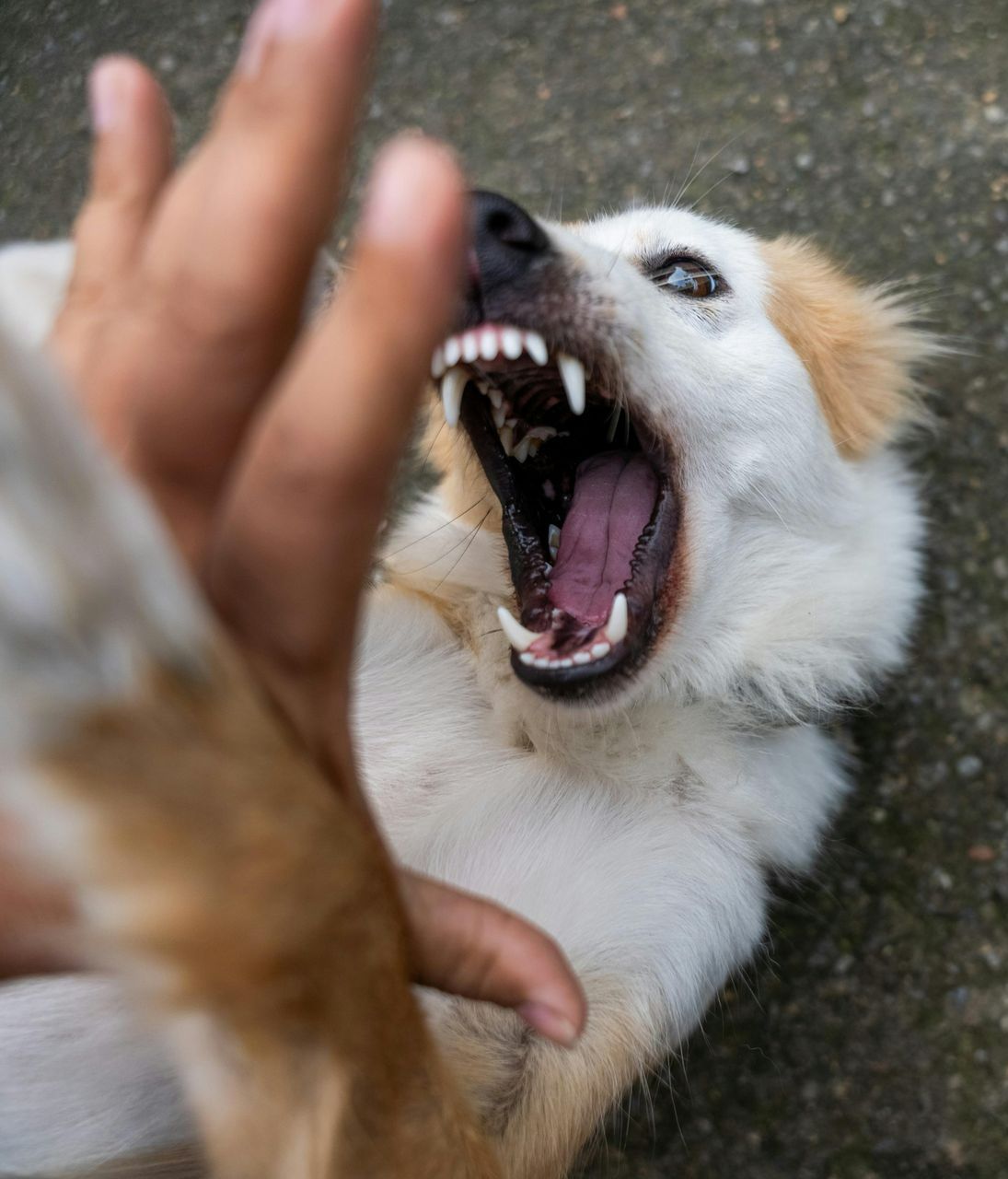 A close up of a person holding a dog with its mouth open.