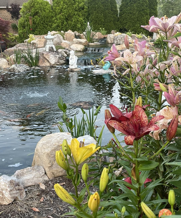 Pond with small waterfall and rocks, framed by pink, red, and yellow lilies and greenery.