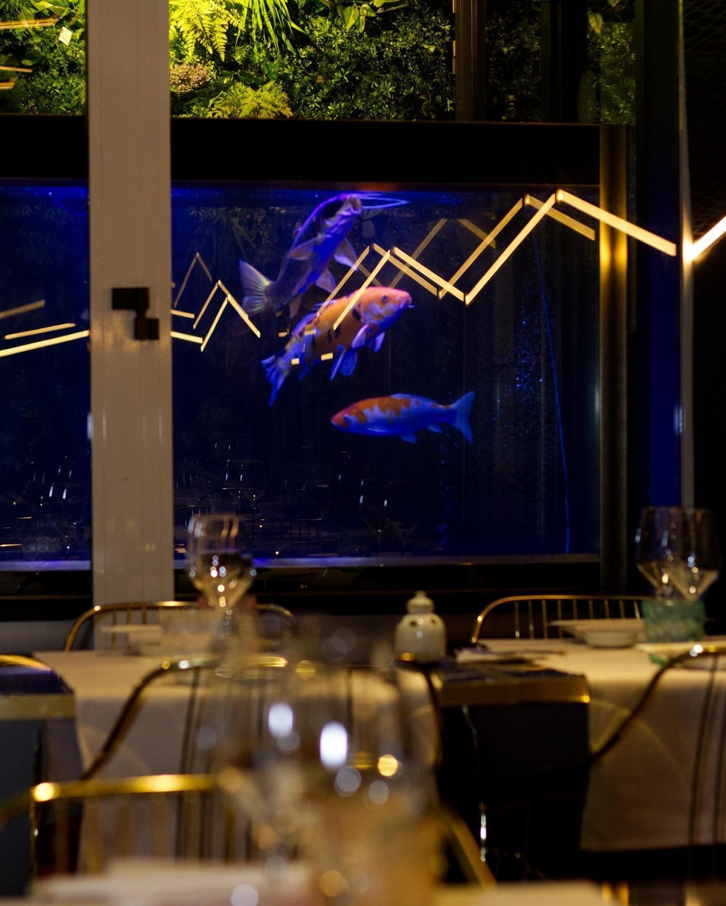 Una sala da pranzo di ristorante scarsamente illuminata, caratterizzata da un grande acquario illuminato di blu con diverse carpe koi appese alla parete di fondo.