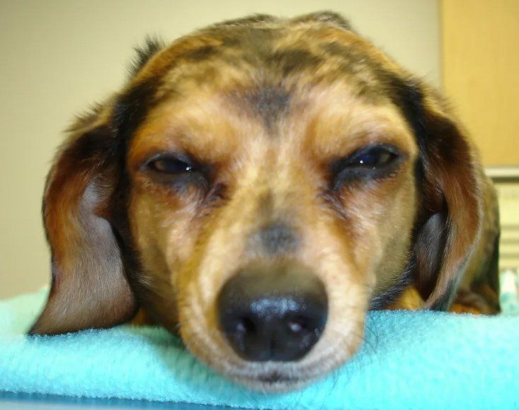 Photo Of Dog Closed Up — Snellville, GA — Brookwood Animal Hospital